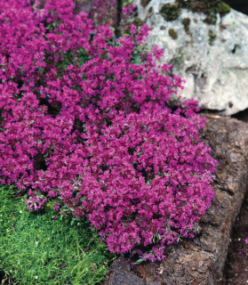 Thymus praecox 'Red Carpet' 